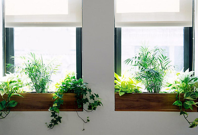 trồng cây ngoài cửa sổ